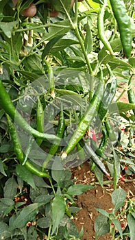 Green bird& x27;s eye chili.it is used extensively in many Asian cuisines.